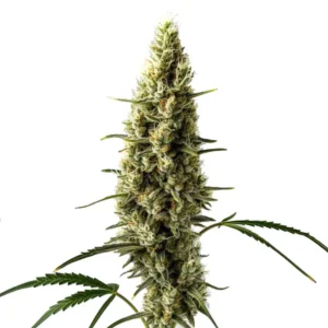 Bright green buds of Lemon Skunk Auto with vibrant orange pistils