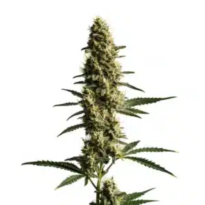 Love Potion Auto cannabis plant with tropical aroma buds and resinous coating.