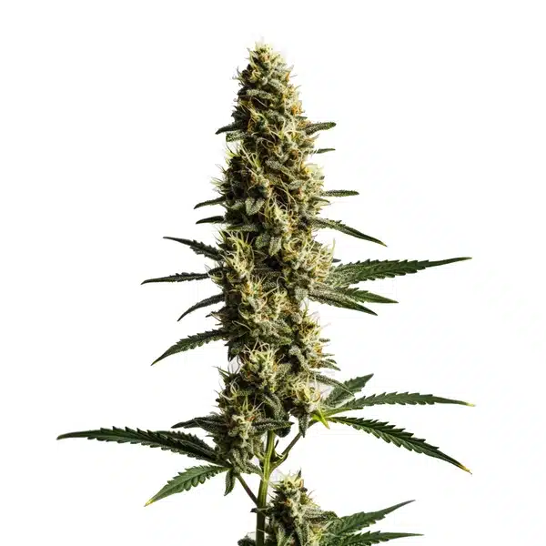 Love Potion Auto cannabis plant with tropical aroma buds and resinous coating.