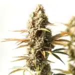 Magnum Autoflower cannabis plant with dense buds and vibrant green leaves