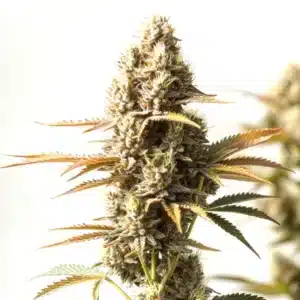 Magnum Autoflower cannabis plant with dense buds and vibrant green leaves