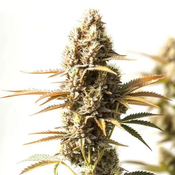 Magnum Autoflower cannabis plant with dense buds and vibrant green leaves