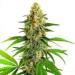 Mazar Auto cannabis plant in flowering stage with crystal trichomes