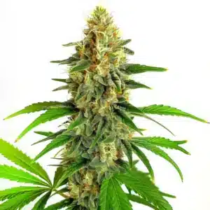 Mazar Auto cannabis plant in flowering stage with crystal trichomes