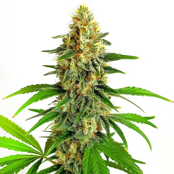 Mazar Auto cannabis plant in flowering stage with crystal trichomes