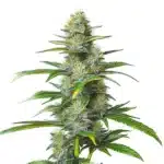 Moby Dick Auto cannabis plant with resinous buds and vibrant sativa traits.