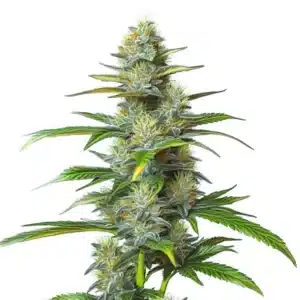 Moby Dick Auto cannabis plant with resinous buds and vibrant sativa traits.