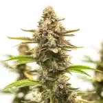 Neville Haze Auto cannabis plant with long colas and frosty trichomes