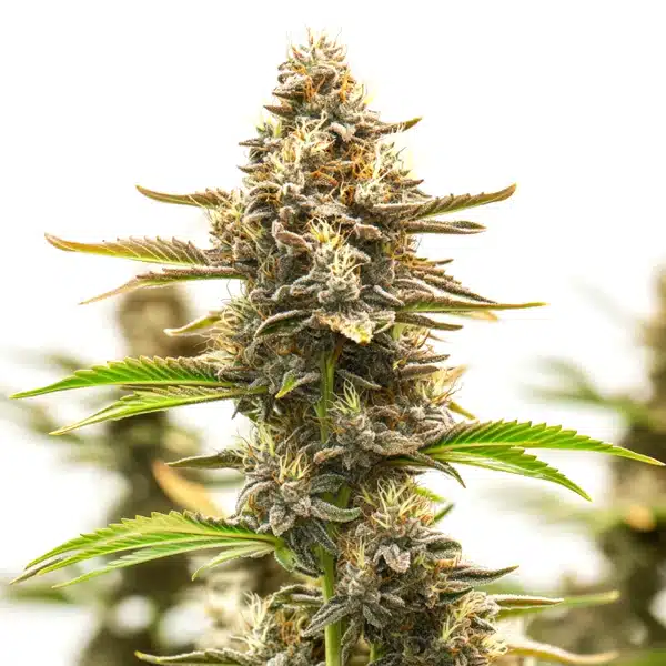 Neville Haze Auto cannabis plant with long colas and frosty trichomes