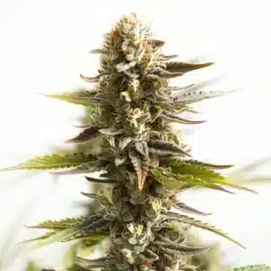Northern Lights Mazar Auto cannabis plant with compact resinous buds