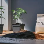 Hyper-realistic illustration: hand watering cannabis plants with a gray watering can, next to a bag of "ORGANIC Soil" and a pile of soil on a table.
