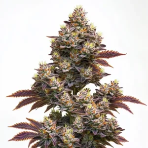 Purple cannabis bud covered in frosty trichomes, highlighting the Purple Punch Autoflower strain.