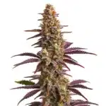Purple Sunset Auto cannabis with purple-tinted buds, orange pistils, and dark serrated leaves.
