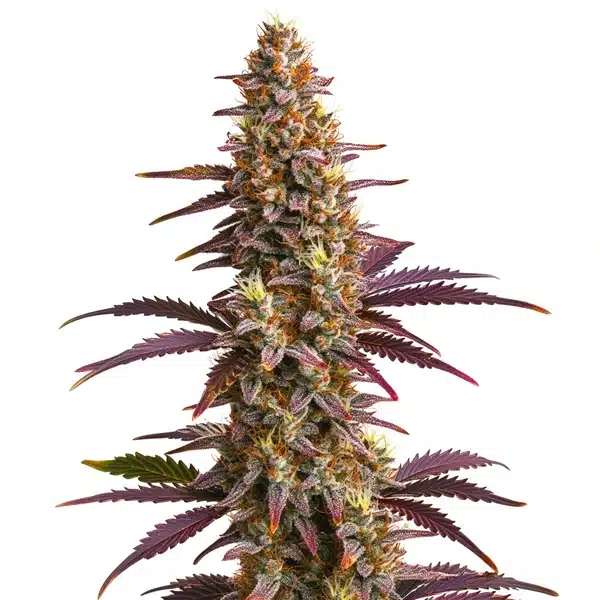 Purple Sunset Auto cannabis with purple-tinted buds, orange pistils, and dark serrated leaves.