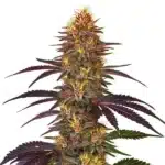 Red Gorilla Auto plant with resin-covered buds, deep purple leaves, and orange hairs