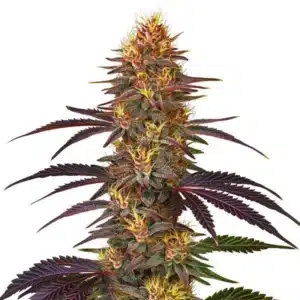 Red Gorilla Auto plant with resin-covered buds, deep purple leaves, and orange hairs