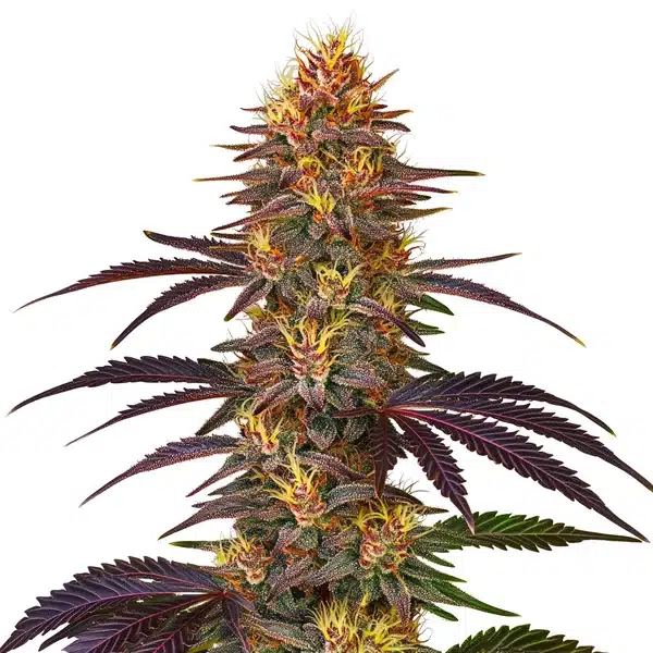 Red Gorilla Auto plant with resin-covered buds, deep purple leaves, and orange hairs