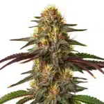 Red Kush Auto cannabis plant with red-tinted buds, frosty trichomes, and broad leaves
