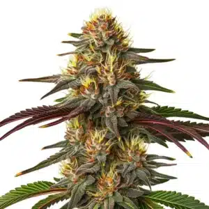 Red Kush Auto cannabis plant with red-tinted buds, frosty trichomes, and broad leaves