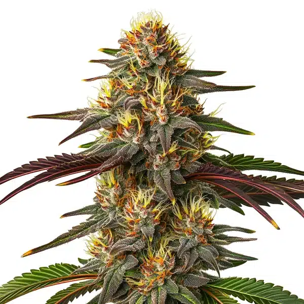Red Kush Auto cannabis plant with red-tinted buds, frosty trichomes, and broad leaves