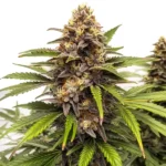 Colorful cannabis bud with a candy-like coating, representing the Runtz Autoflower strain.
