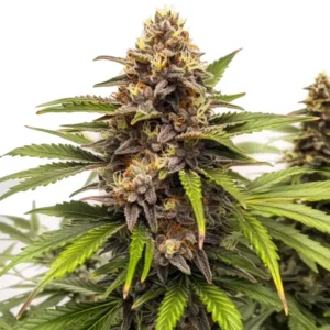 Colorful cannabis bud with a candy-like coating, representing the Runtz Autoflower strain.