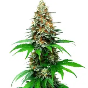 San Fernando Valley Auto plant with thick frosty colas and vibrant green leaves.