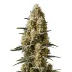 Sherbet Auto cannabis plant with frosty buds and vibrant orange pistils