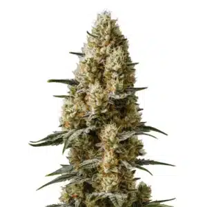 Sherbet Auto cannabis plant with frosty buds and vibrant orange pistils