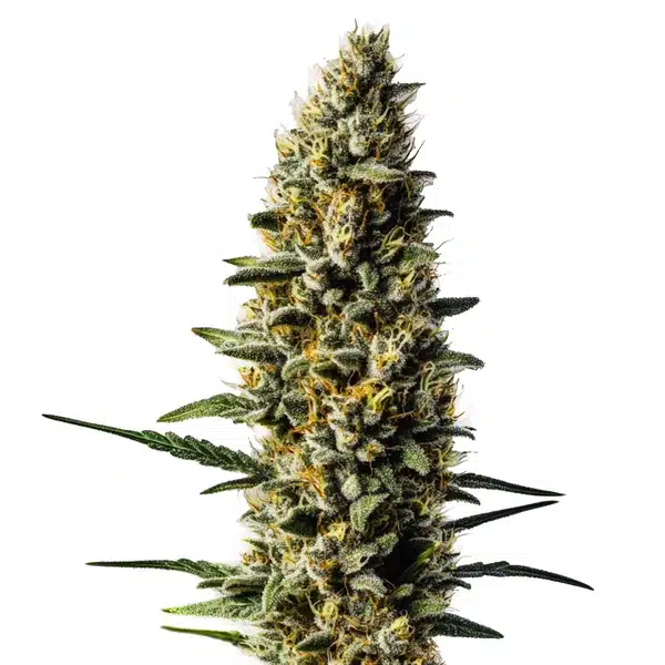 Skunk #1 Auto cannabis plant with dense, trichome-covered buds and bright orange pistils.
