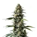 Skunk Auto cannabis with tight green buds, orange hairs, and broad serrated leaves.