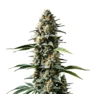 Skunk Auto cannabis with tight green buds, orange hairs, and broad serrated leaves.