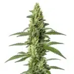 Skywalker Auto cannabis plant with compact, resinous buds and dark green leaves.