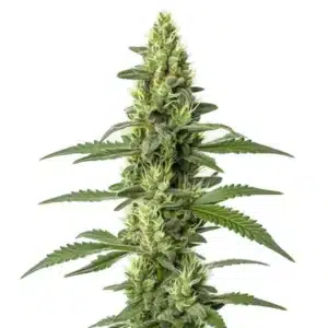 Skywalker Auto cannabis plant with compact, resinous buds and dark green leaves.