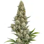 Stardawg Auto cannabis plant with thick, frosty buds and dark green leaves.