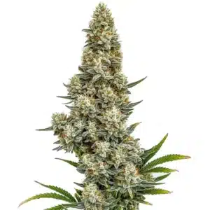 Stardawg Auto cannabis plant with thick, frosty buds and dark green leaves.