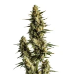 Strawberry Banana Auto cannabis plant with vibrant buds and fruity aroma.