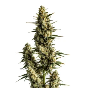 Strawberry Banana Auto cannabis plant with vibrant buds and fruity aroma.