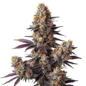 Tropicana Cookies Purple Auto strain with vibrant purple buds and citrusy aroma