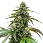 White LSD Auto bud with dense trichomes and lemony-green sugar leaves.