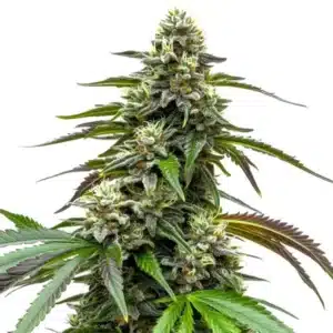 White LSD Auto bud with dense trichomes and lemony-green sugar leaves.