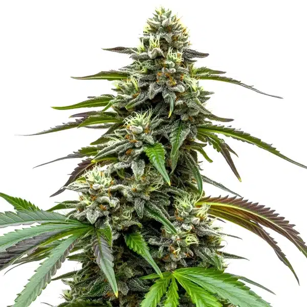 White LSD Auto bud with dense trichomes and lemony-green sugar leaves.