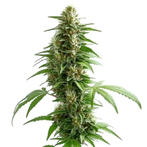 Close-up of a Green Crack Auto cannabis plant with frosty buds and green leaves.