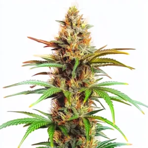 Mexican Red Hair Auto cannabis plant with green leaves and colorful orange pistils, coated with resinous buds.