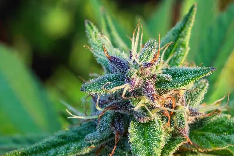 Discover potent varieties & learn about their effects.