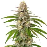 Pineapple Express cannabis strain with dense buds and green leaves.