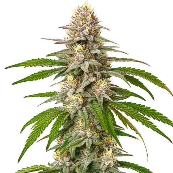 Pineapple Express cannabis strain with dense buds and green leaves.
