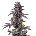 Purple Haze Auto cannabis plant with purple hues on the leaves, topped with dense buds.