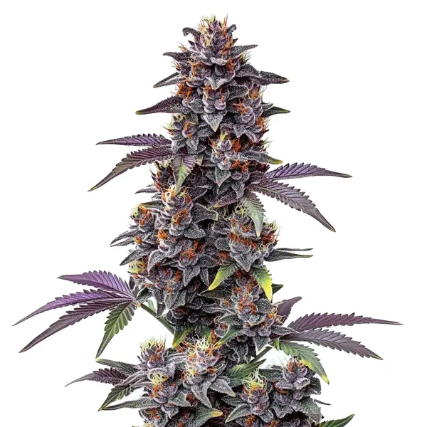 Purple Haze Auto cannabis plant with purple hues on the leaves, topped with dense buds.