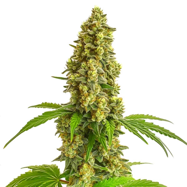 Close-up of a Super Lemon Haze Autoflower cannabis plant with dense buds and green leaves.